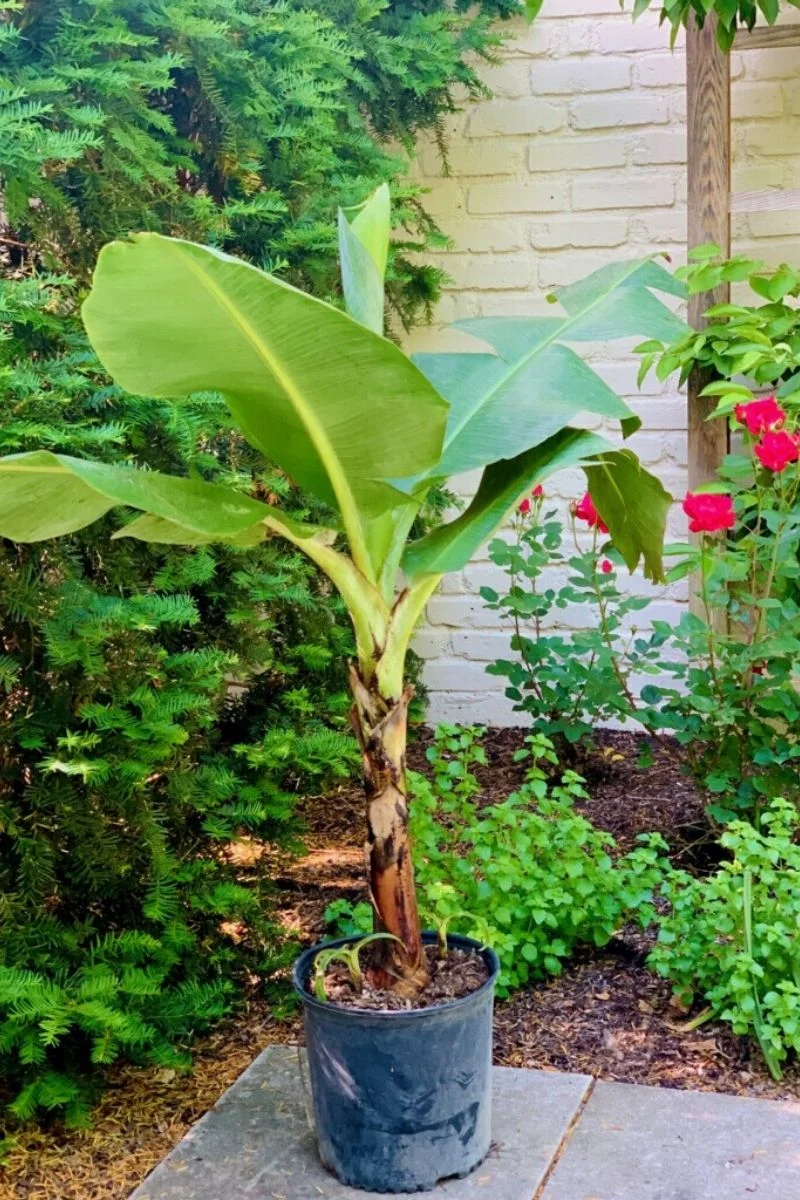 Banana Cavendish Green - Image 2