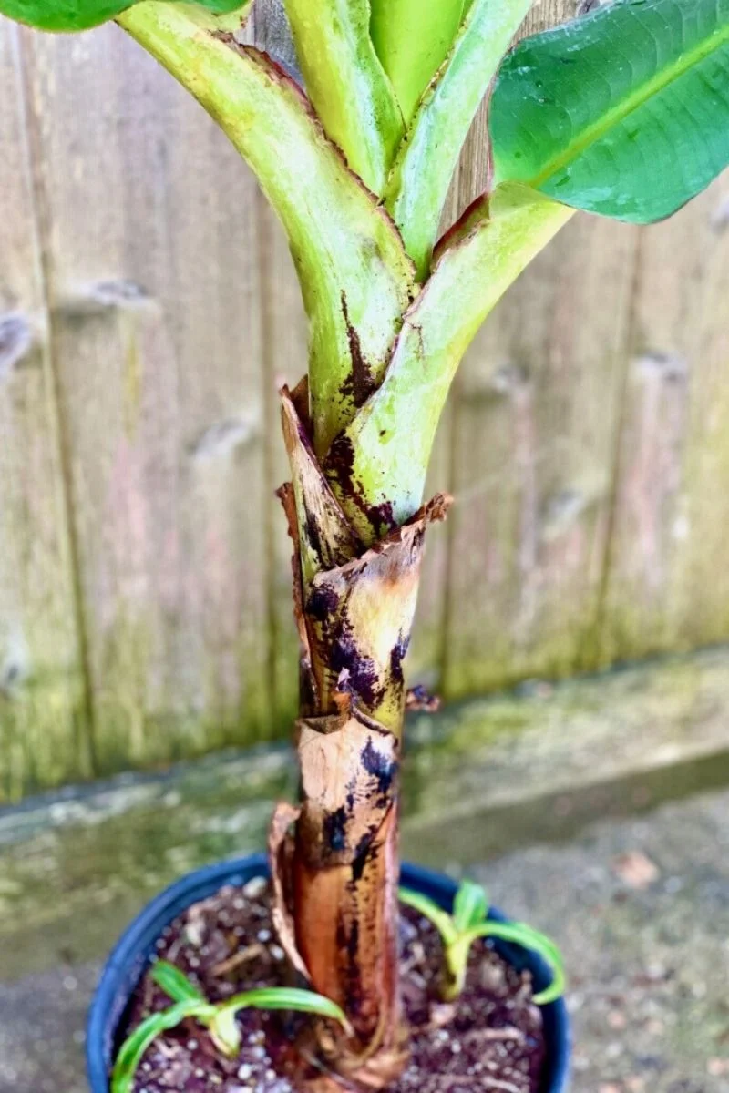 Banana Cavendish Green - Image 3