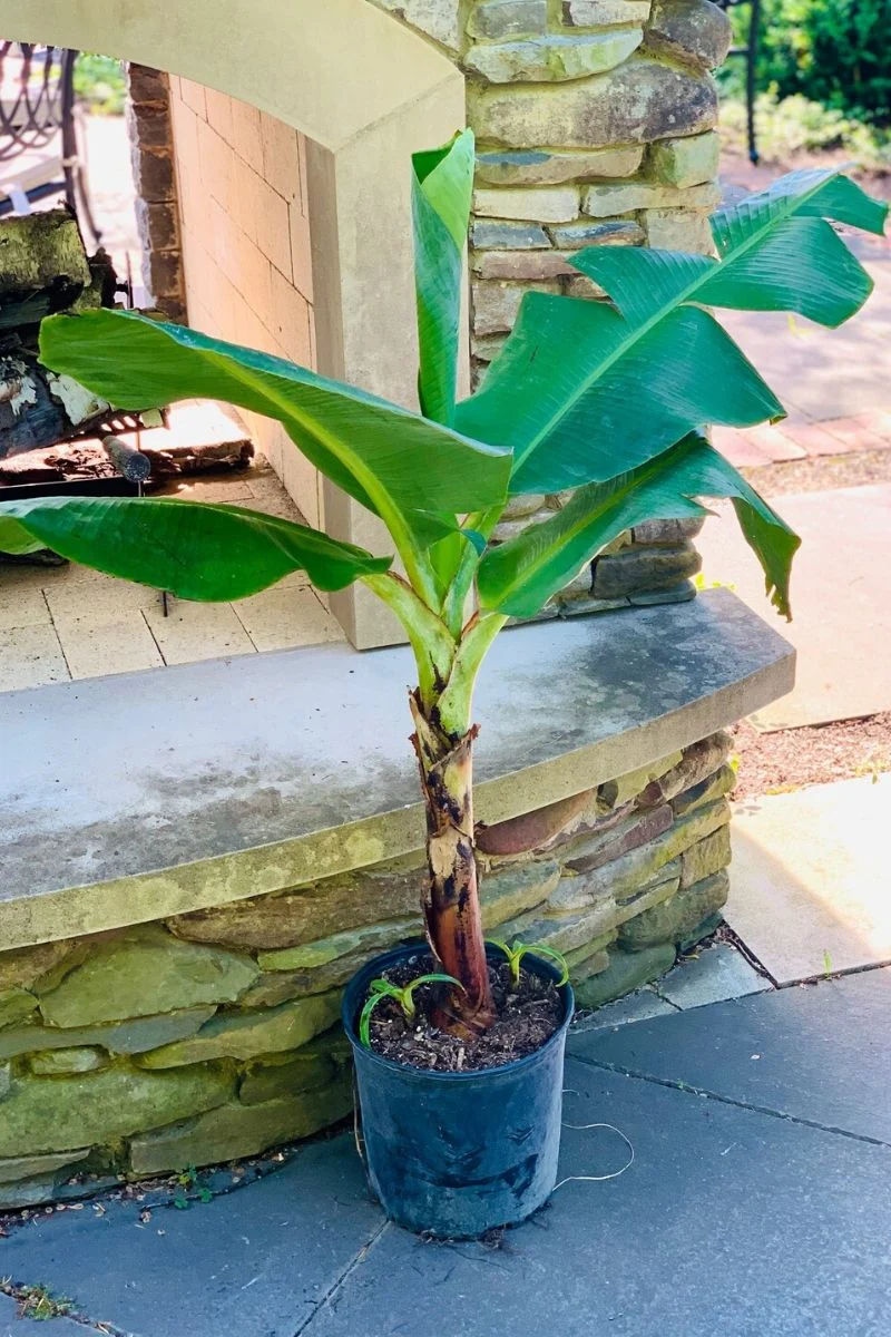 Banana Cavendish Green - Image 4