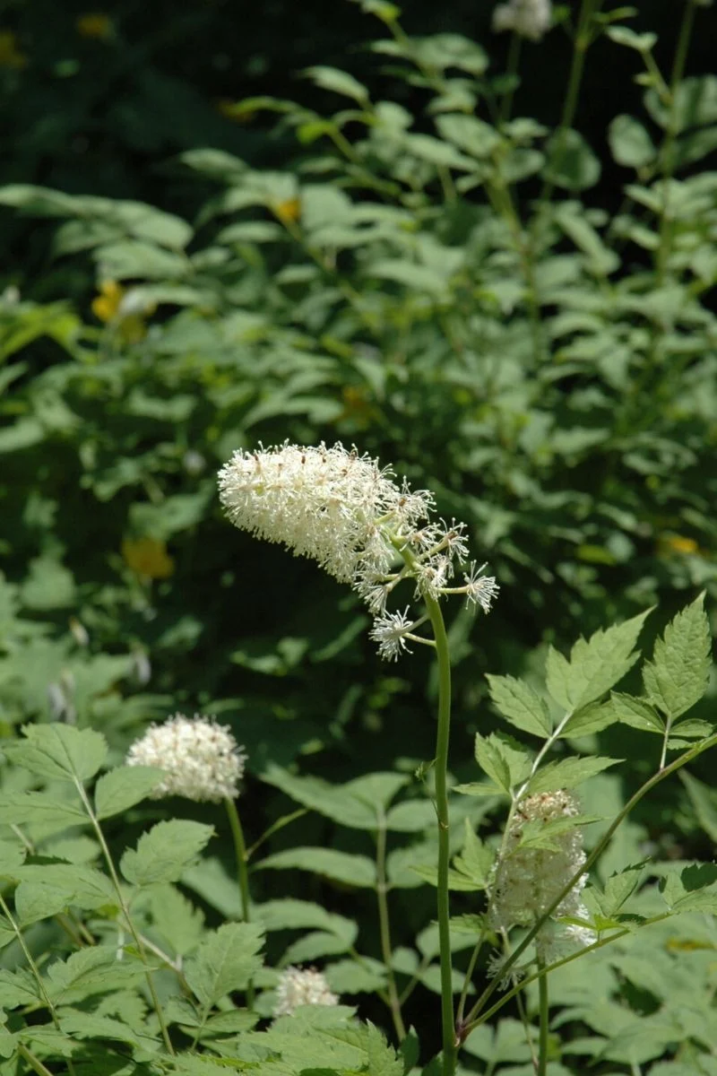 Baneberry, White
