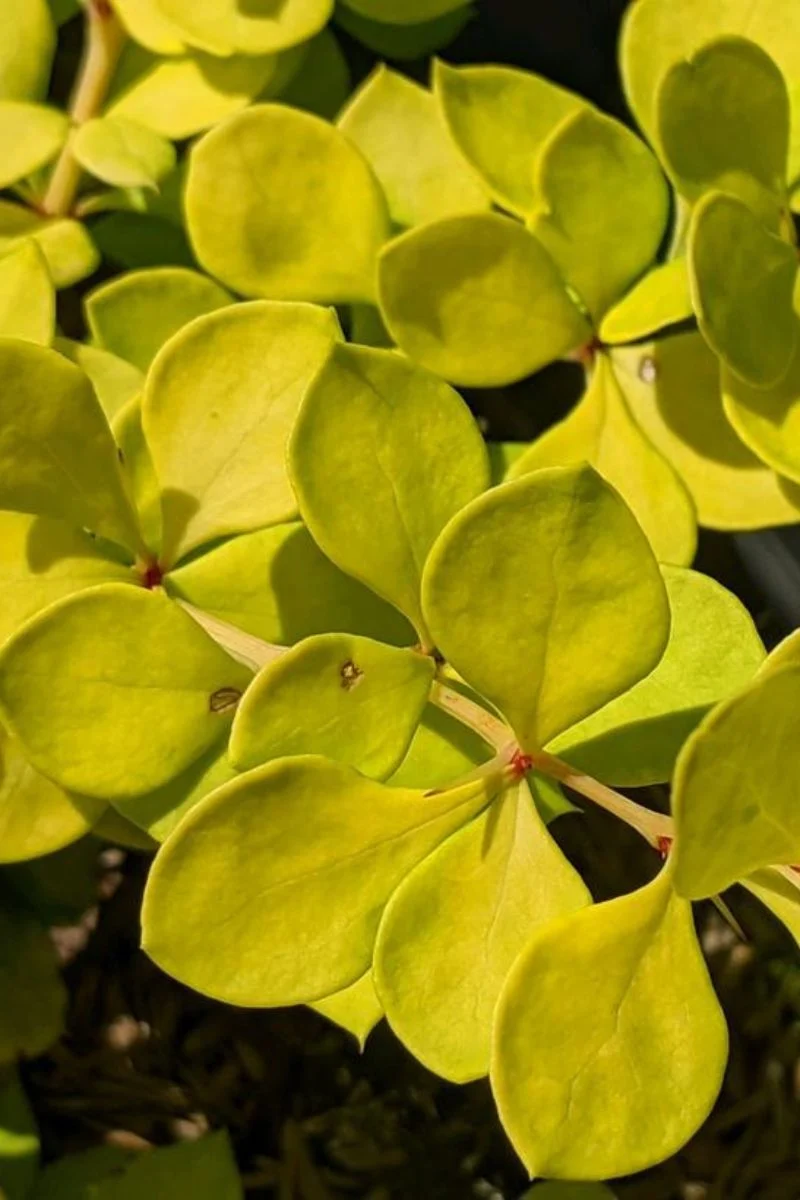 Barberry, Lemon Cutie - Image 2