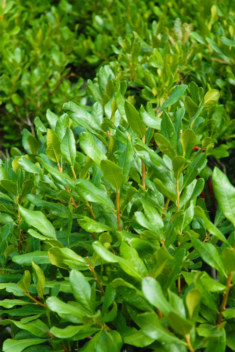 Bayberry