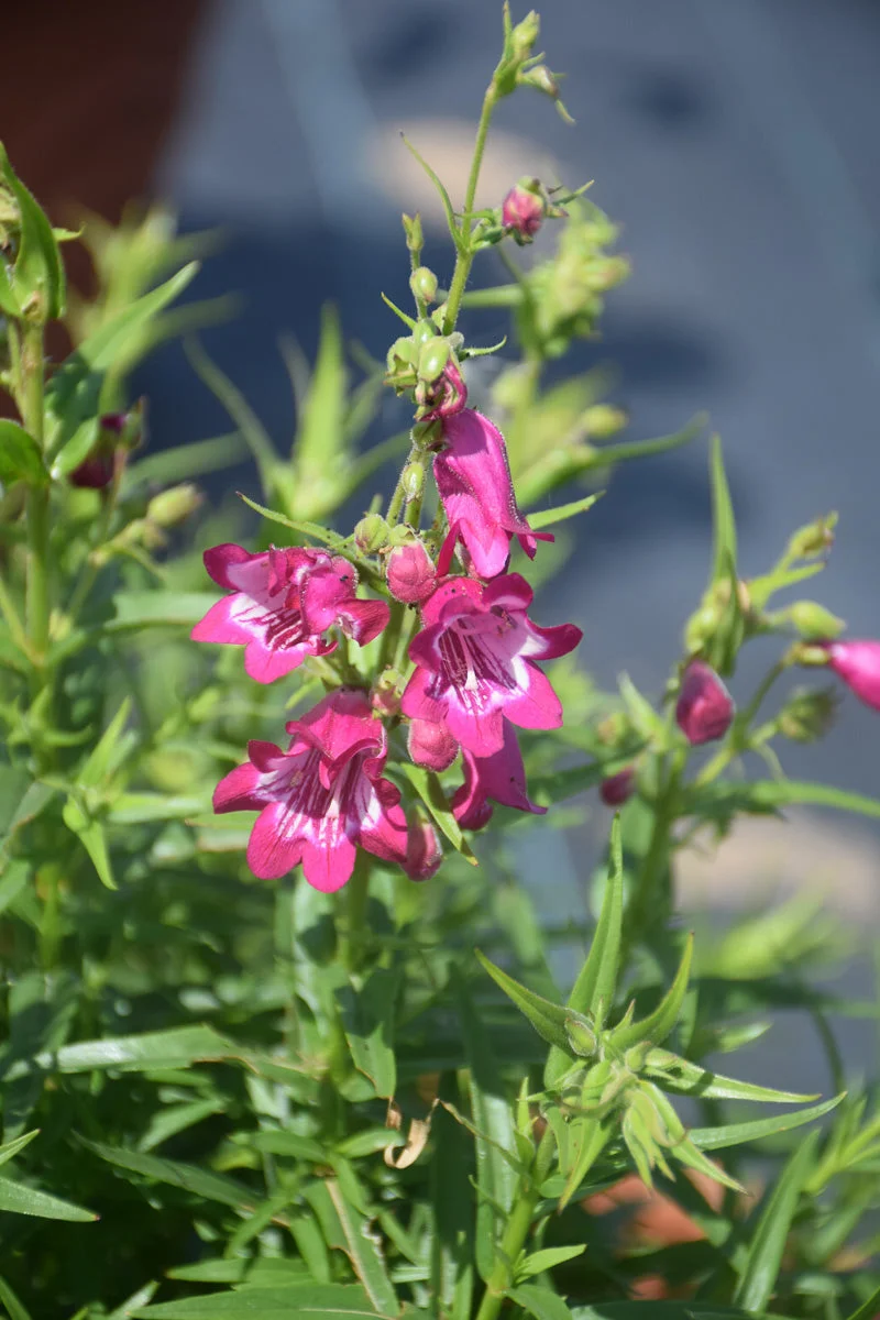 Beard Tongue, Harlequin Magenta