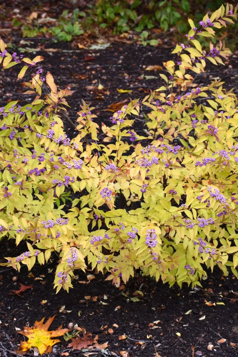 Beautyberry, Early Amethyst - Image 2