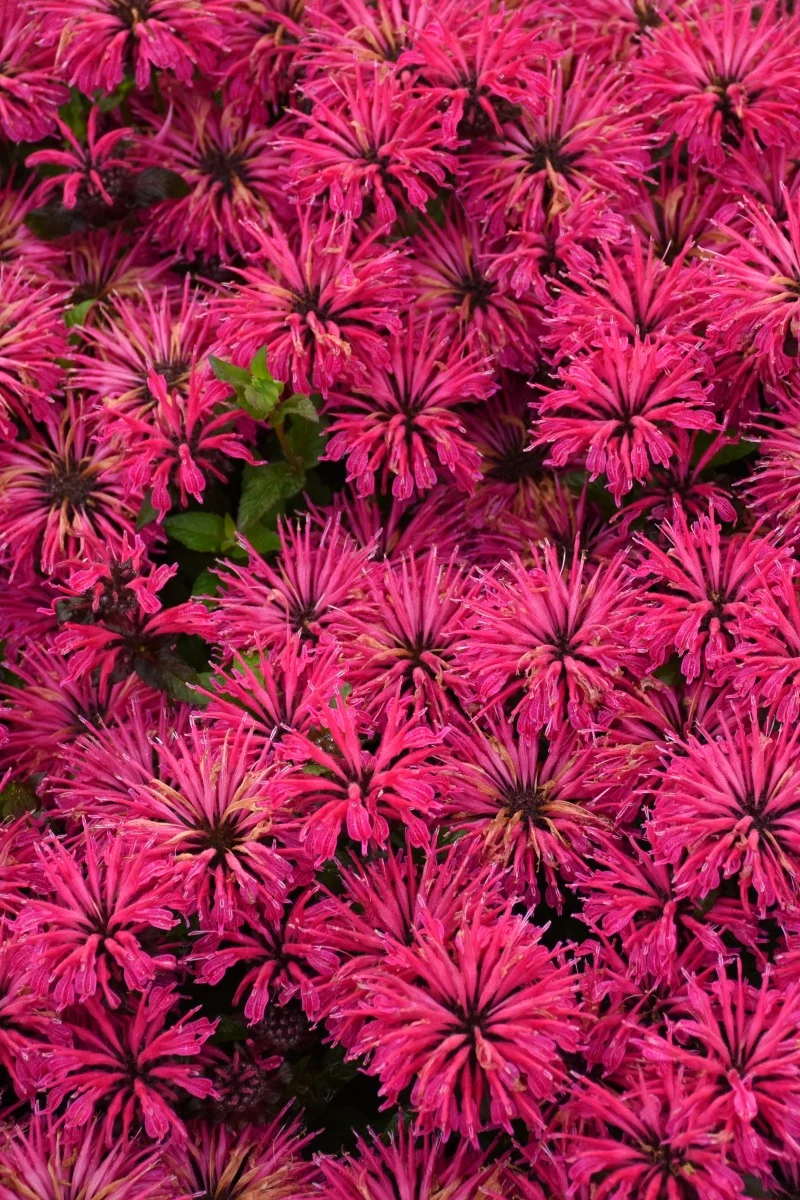 Bee Balm, Leading Lady Razz Berry