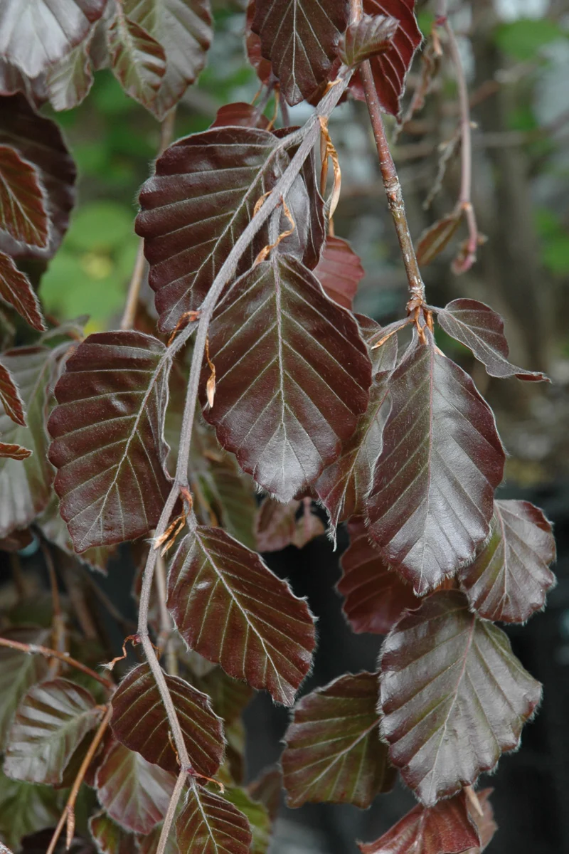 Beech, Eur Purple Fountain - Image 2