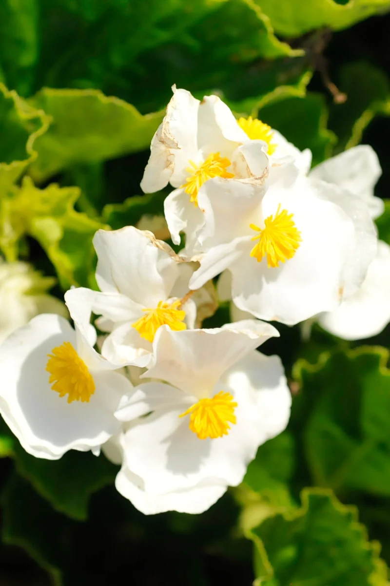 Begonia, Green Leaf White