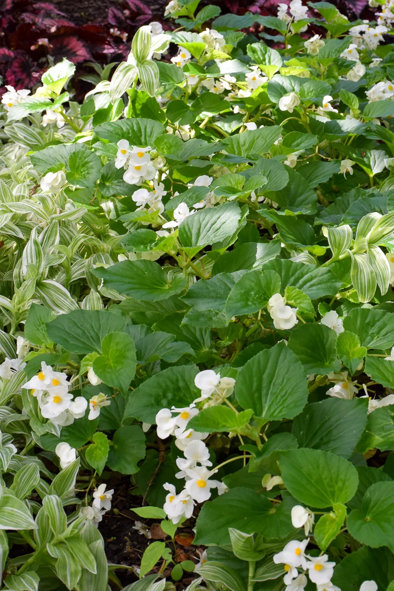 Begonia, Green Leaf White - Image 2