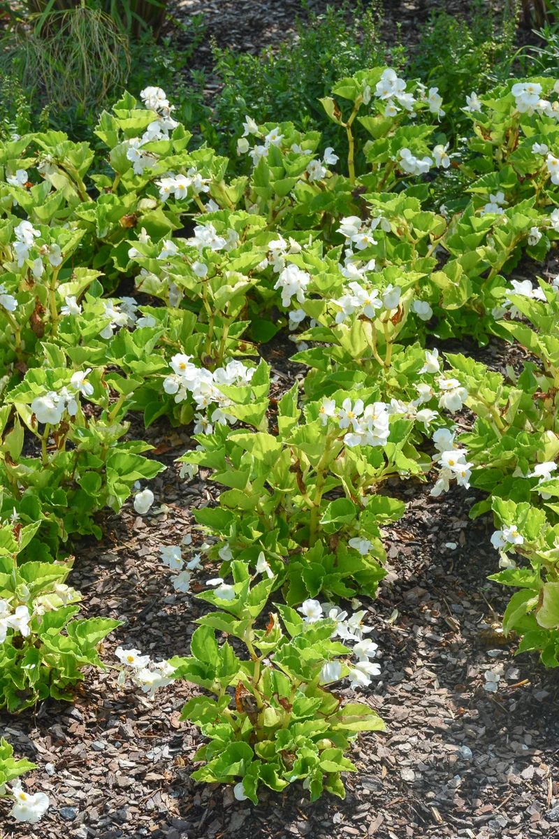 Begonia, Green Leaf White - Image 3