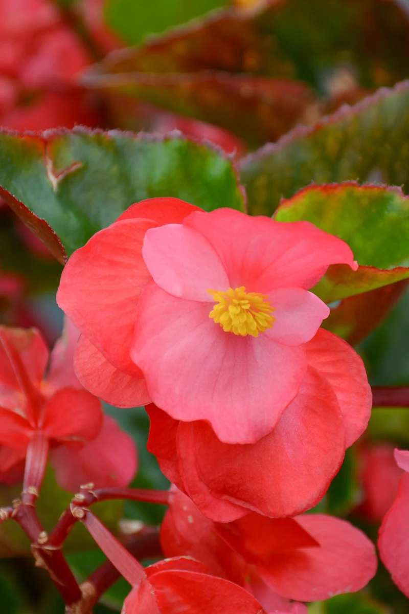 Begonia, Big Rose Green Leaf - Image 2