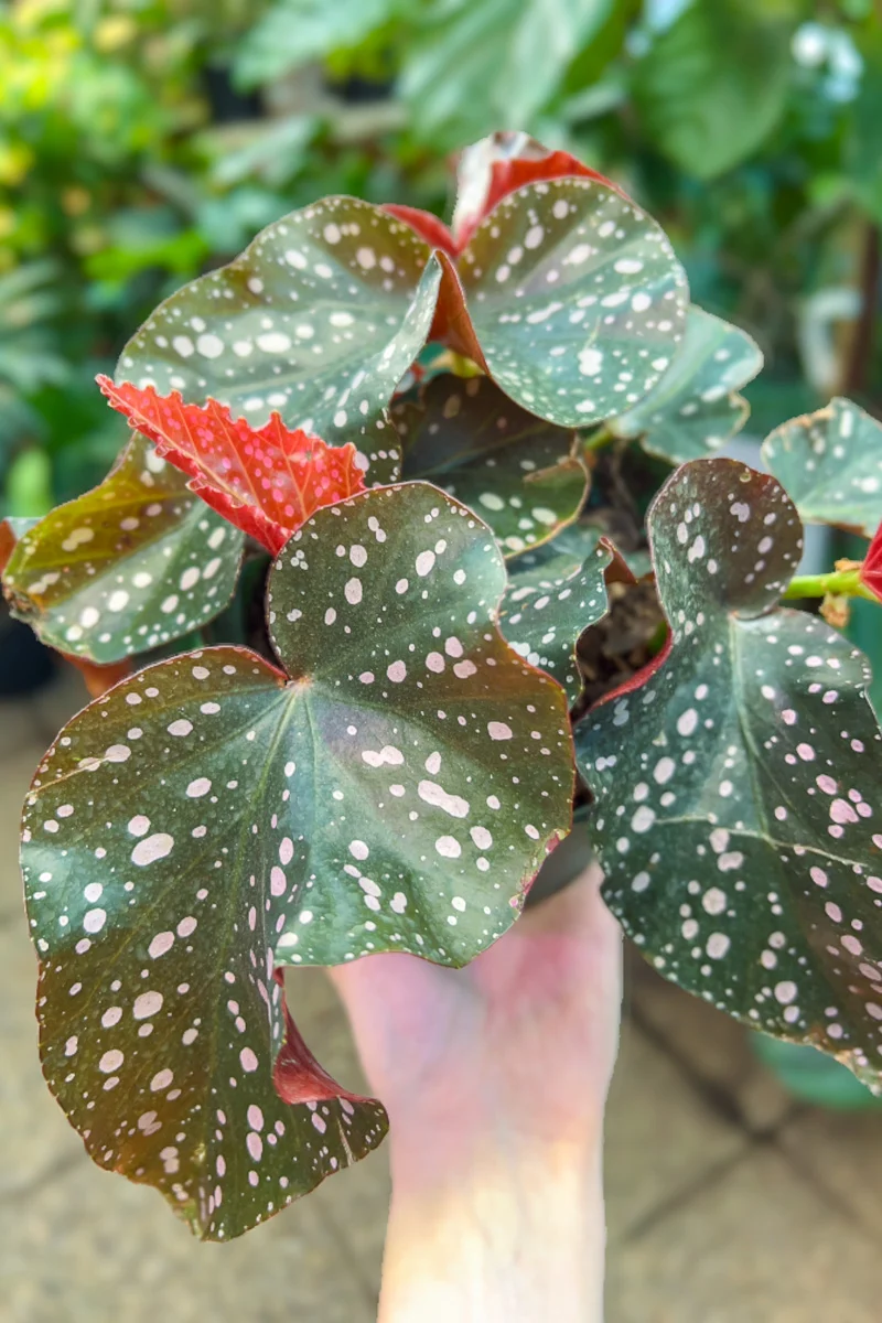 Begonia, Crackling Rosie 6"
