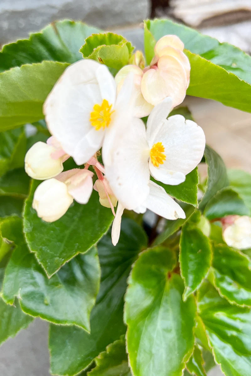Begonia, Dragon Wing White