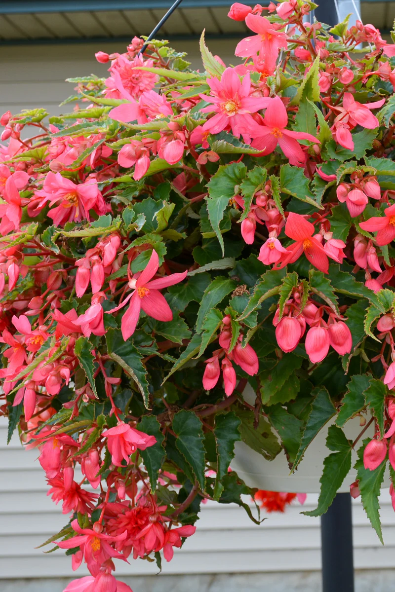 Begonia, Funky Pink - Image 2