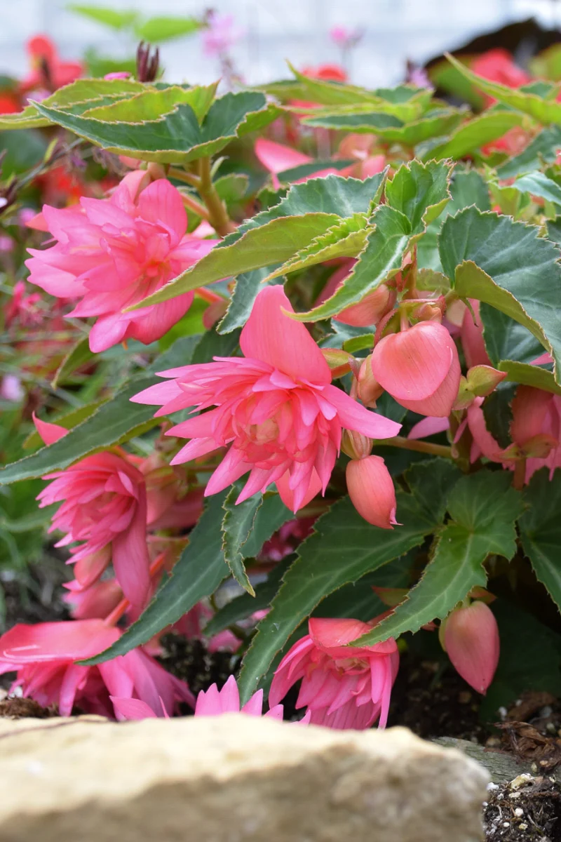 Begonia, Funky Pink - Image 3