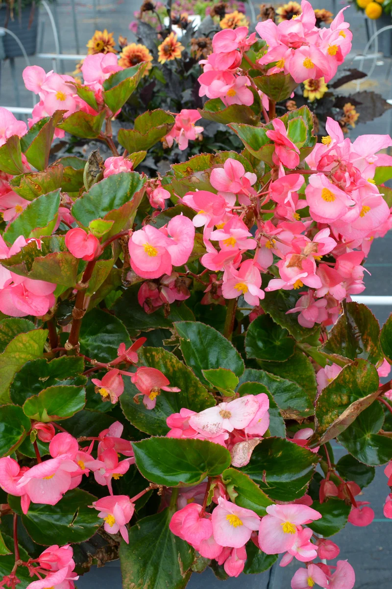 Begonia G/L Pink Flat - Image 2