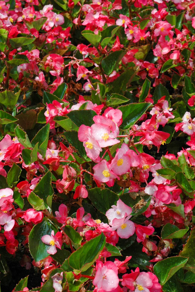 Begonia G/L Pink Flat - Image 3
