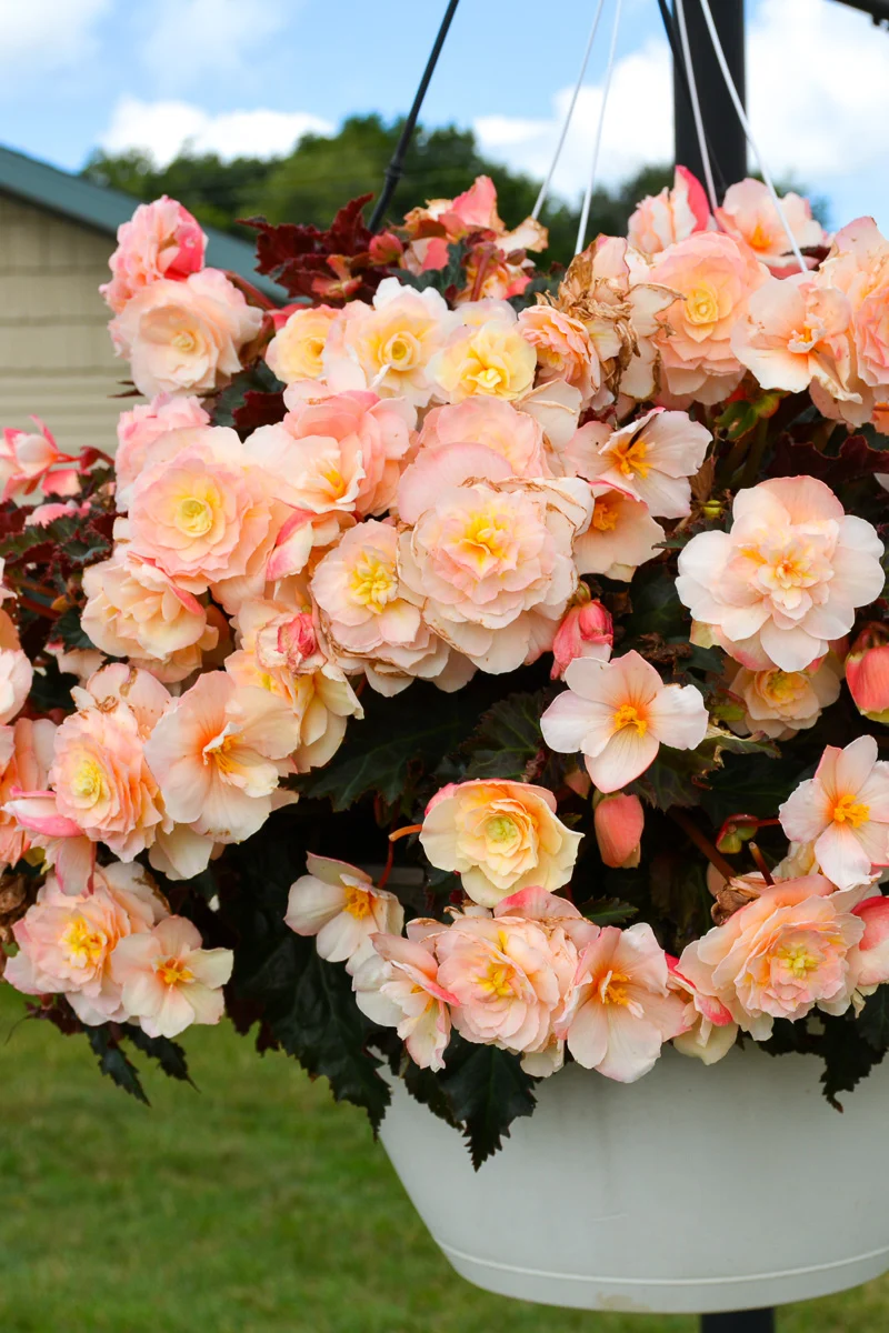 Begonia Iconia Port Champag - Image 2