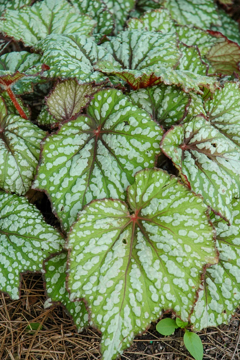 Begonia Rex Green Streak - Image 2