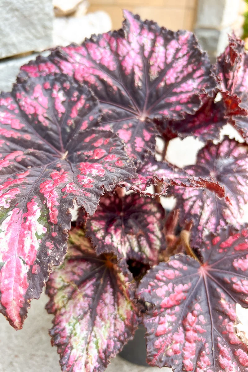 Begonia, Jurassic Rex Cherry Spike - Image 2