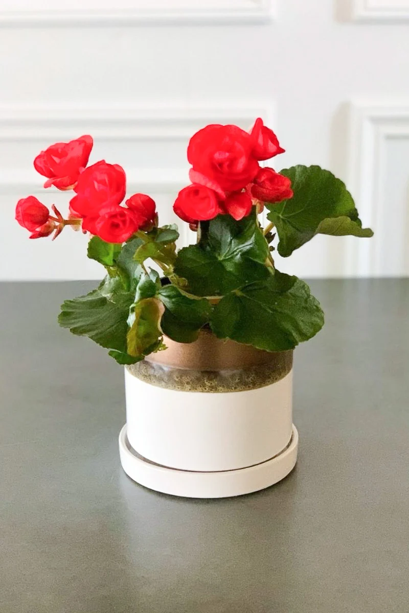 Begonia, Rieger Red 4"
