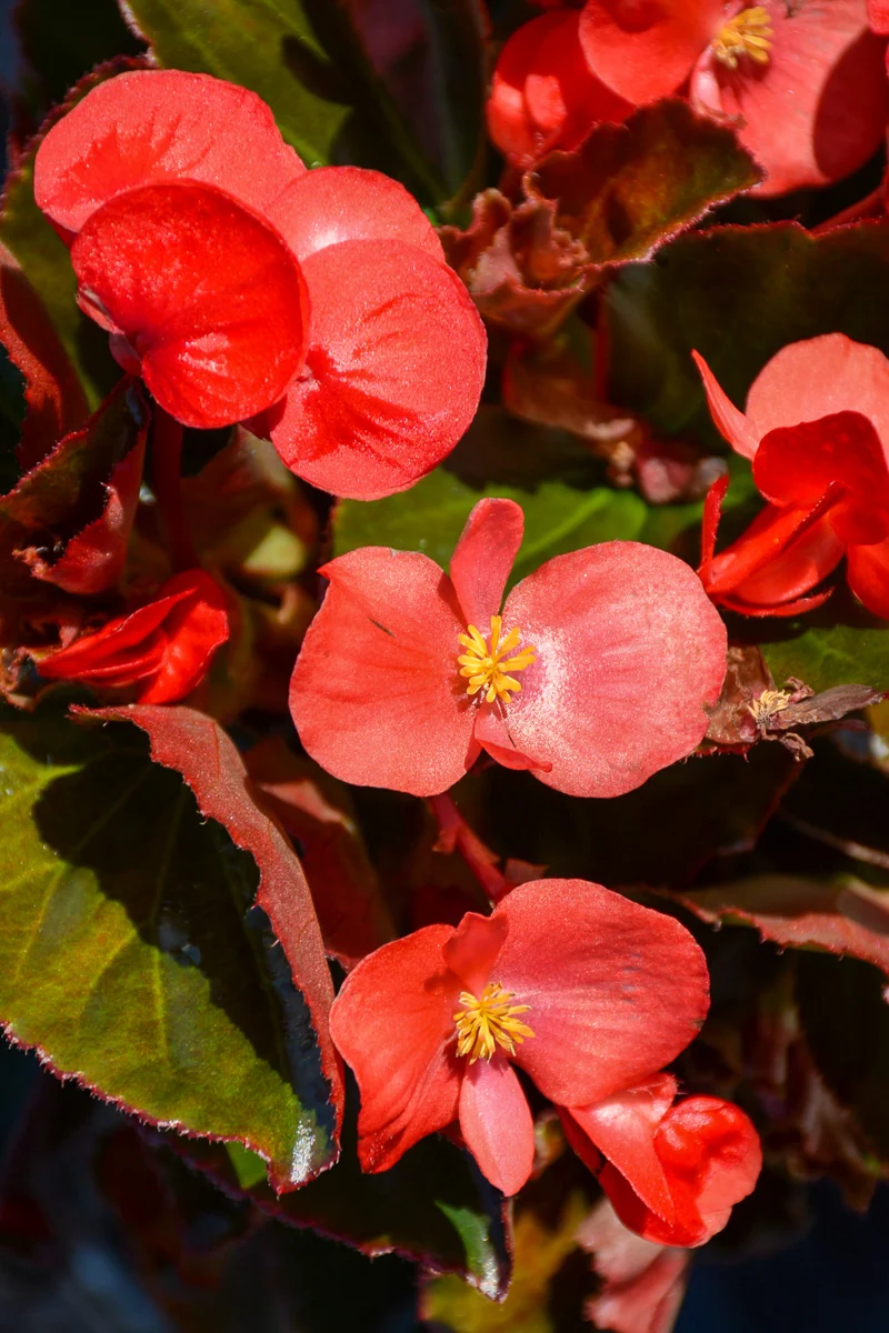 Begonia, Wax Red Leaf Red - Image 2
