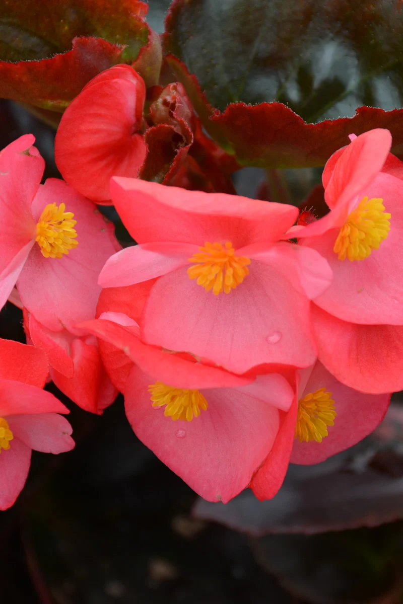 Begonia, Wax Red Leaf Rose