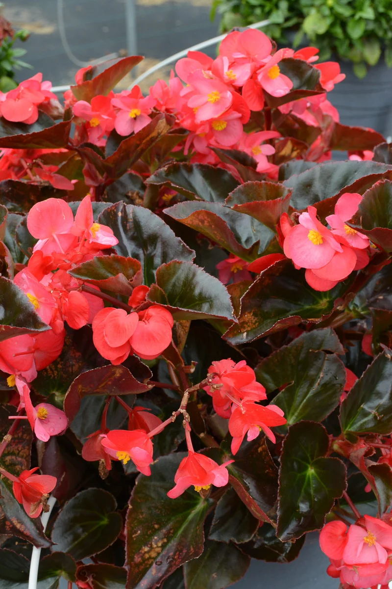 Begonia, Wax Red Leaf Rose - Image 2