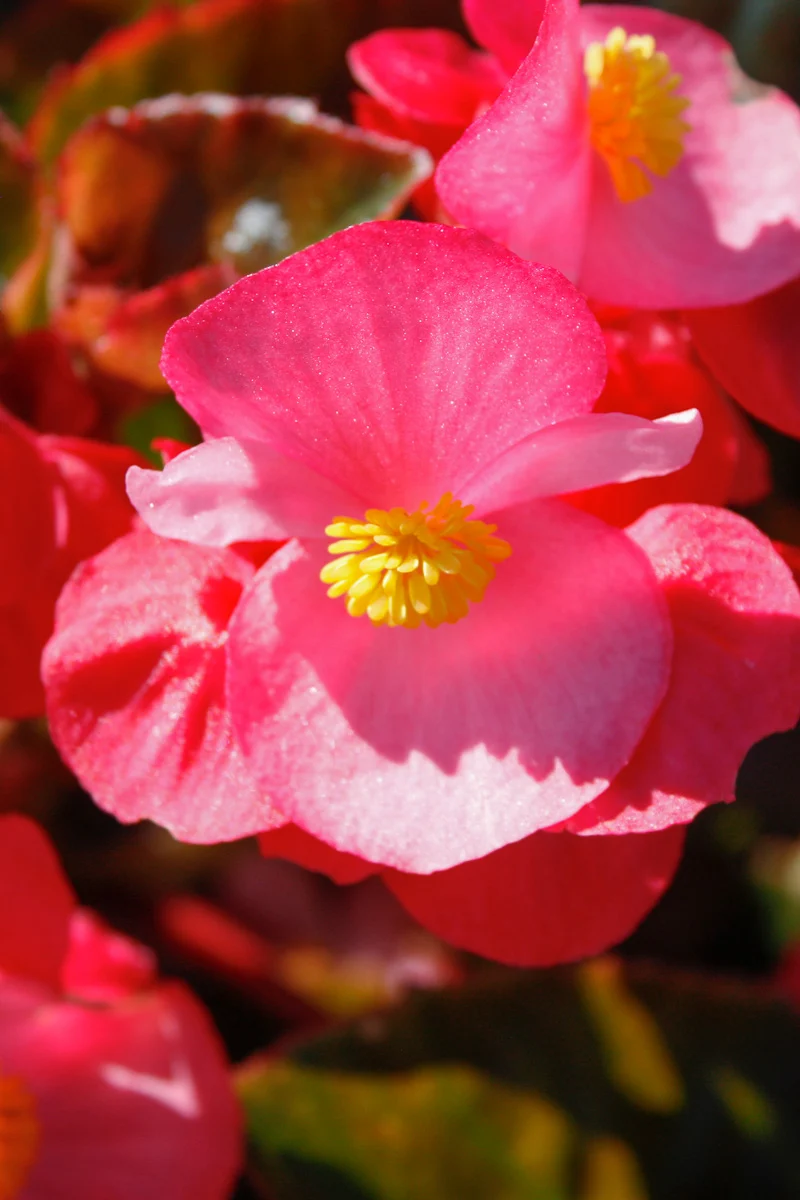 Begonia, Wax Red Leaf Rose - Image 3