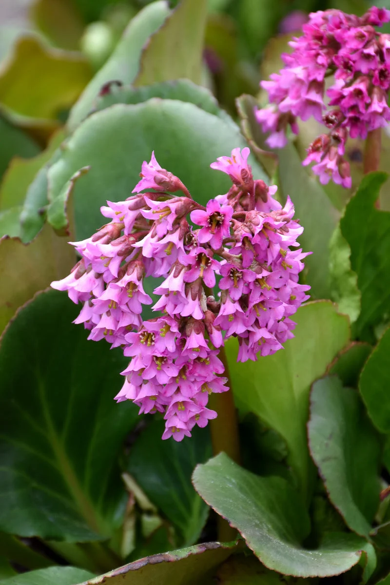 Bergenia, Heart Leaved