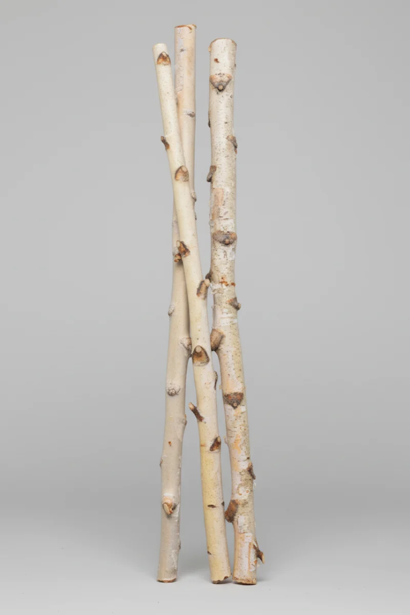 Birch Pole 3'