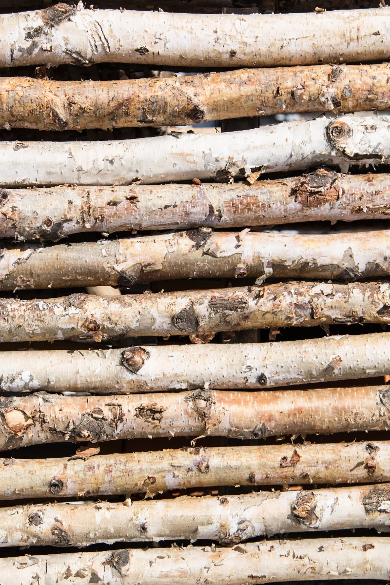 Birch Pole 3' - Image 2