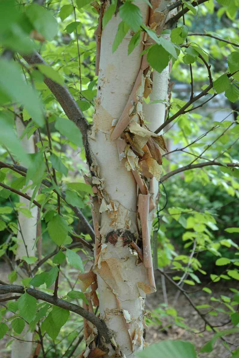 Birch, River Heritage