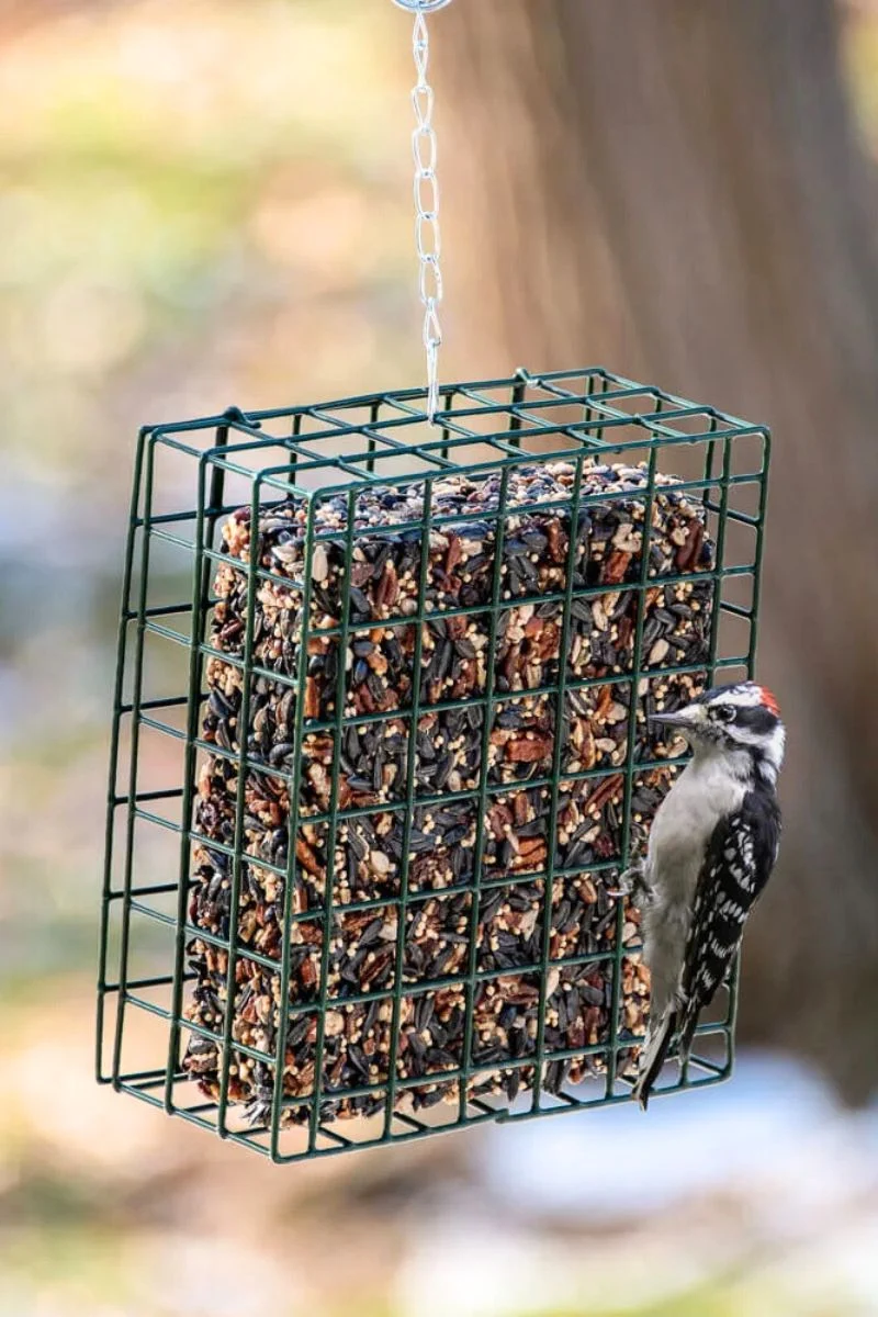 Mr. Bird Nut Cake Large