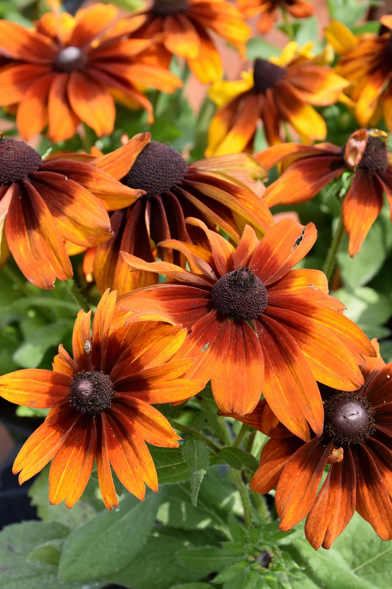 Black-Eyed Susan, Aut Clrs