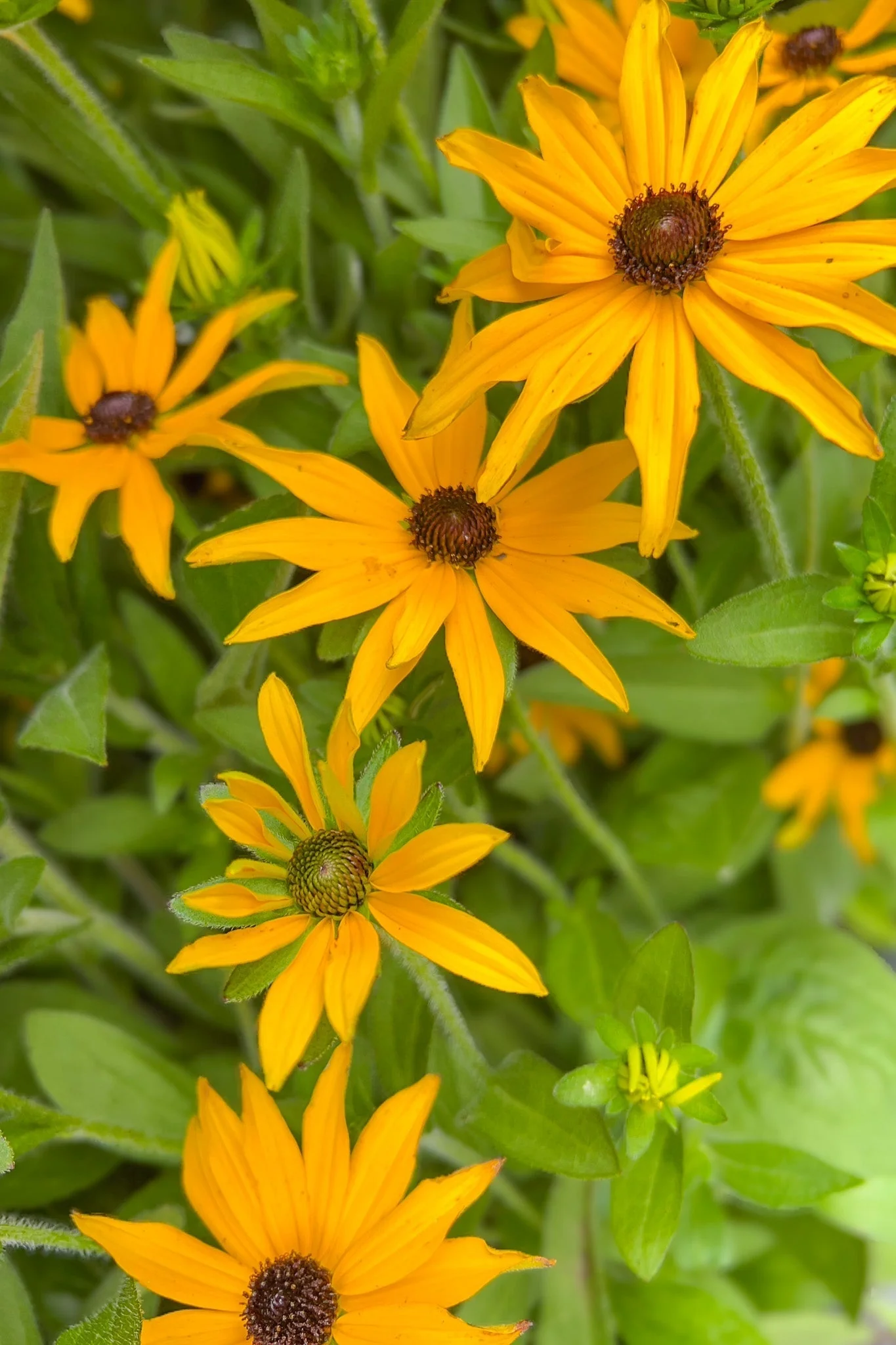Black-Eyed Susan, Glitter Gold