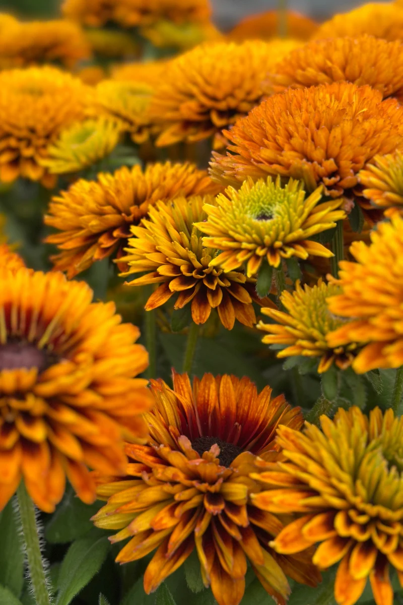 Black-Eyed Susan, Solar Sisters