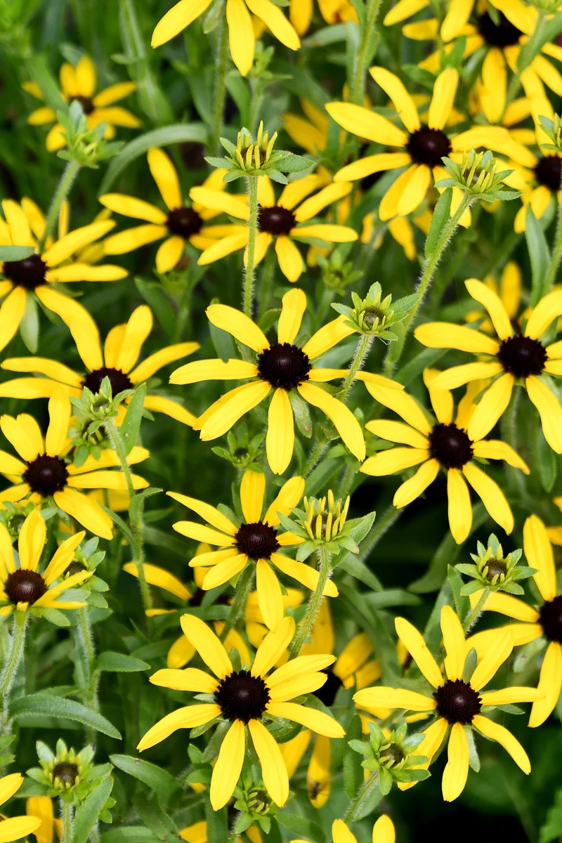 Black-Eyed Susan, Sweet As Honey