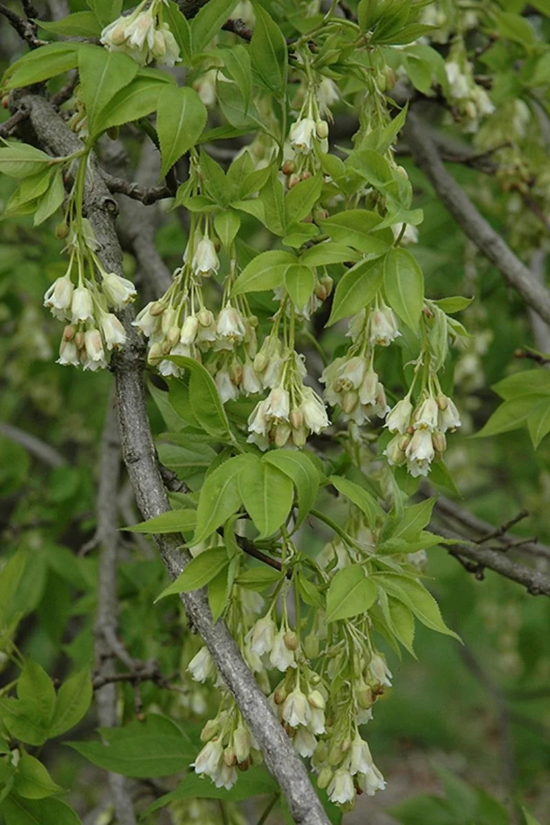 Bladdernut, American