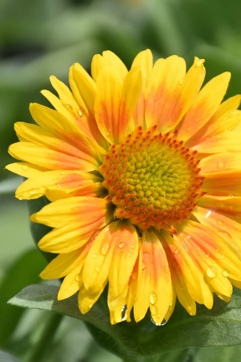 Blanket Flower, Arizona Apr