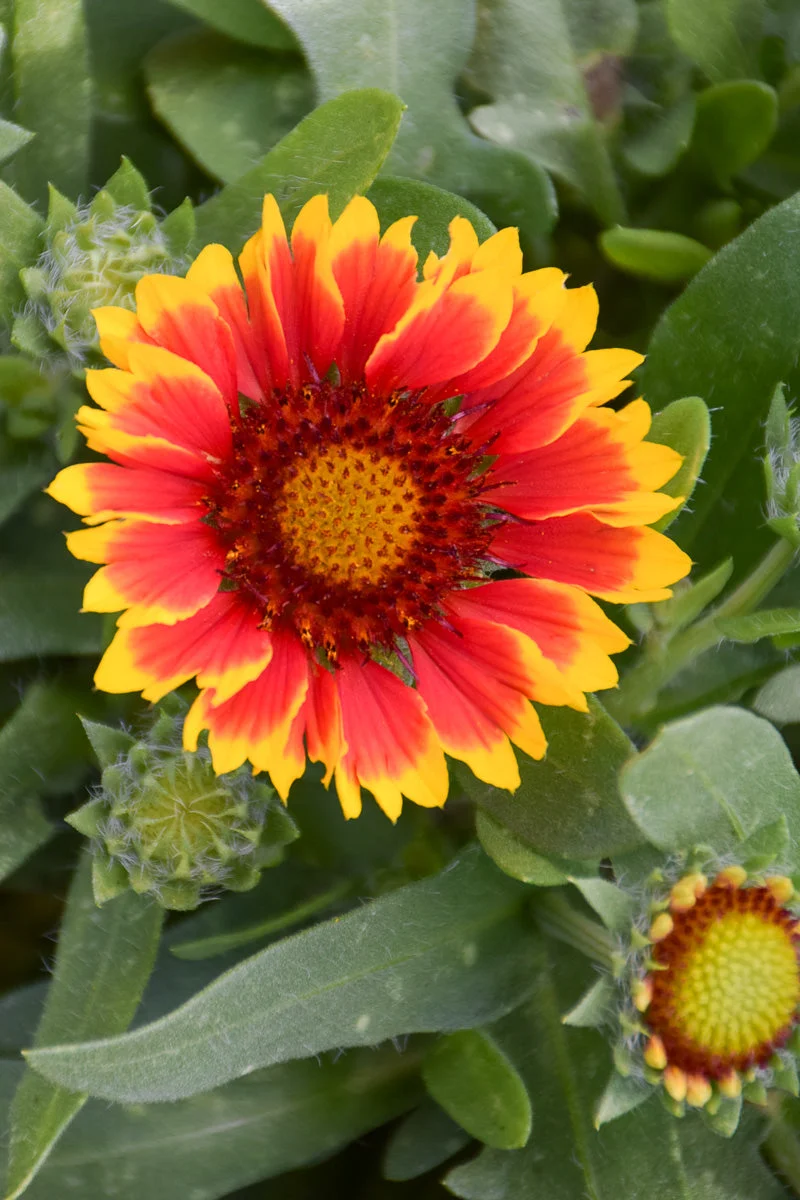 Blanket Flower, Red Starburst