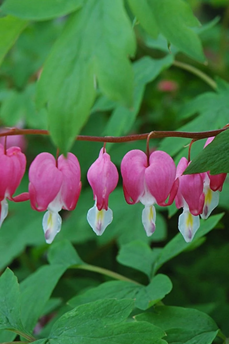 Bleeding-Heart, Common