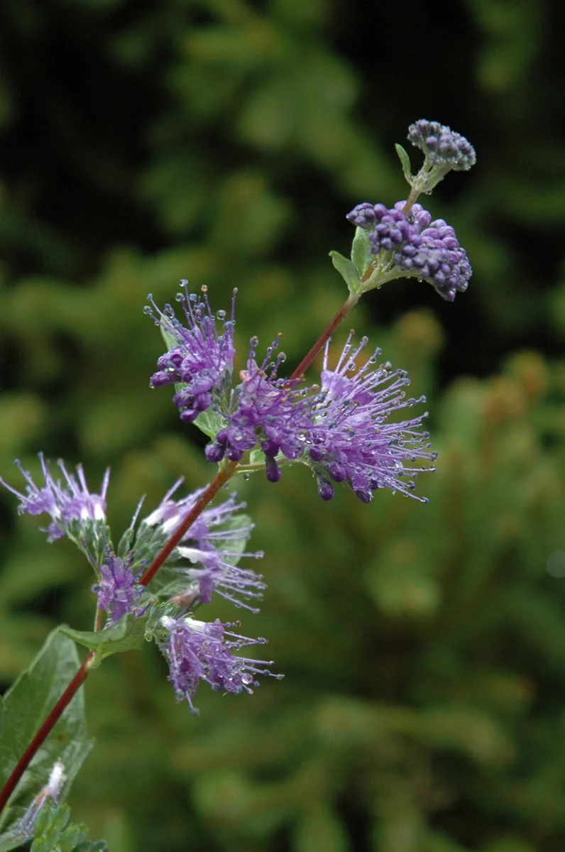 Blue Mist Spirea, Beekeeper