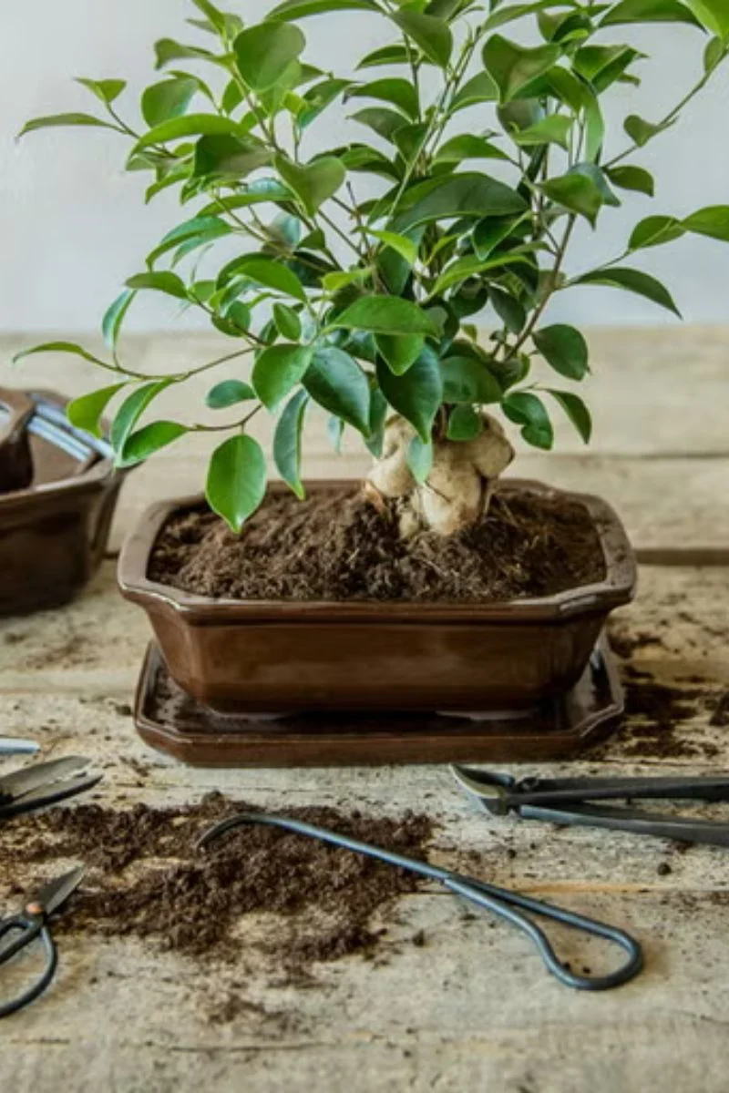 BONSAI ROOT HOOK - Image 2