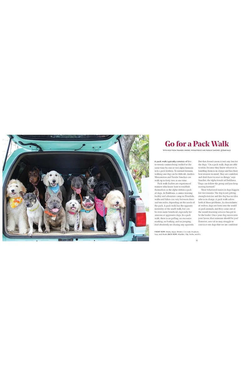 Adventure Dogs: Activities to Share With Your Dog - Image 2