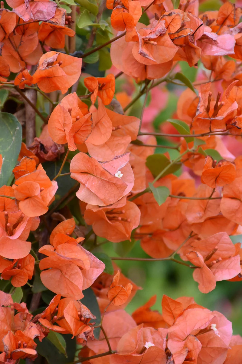 Bouganvilla, Orange King - Image 2