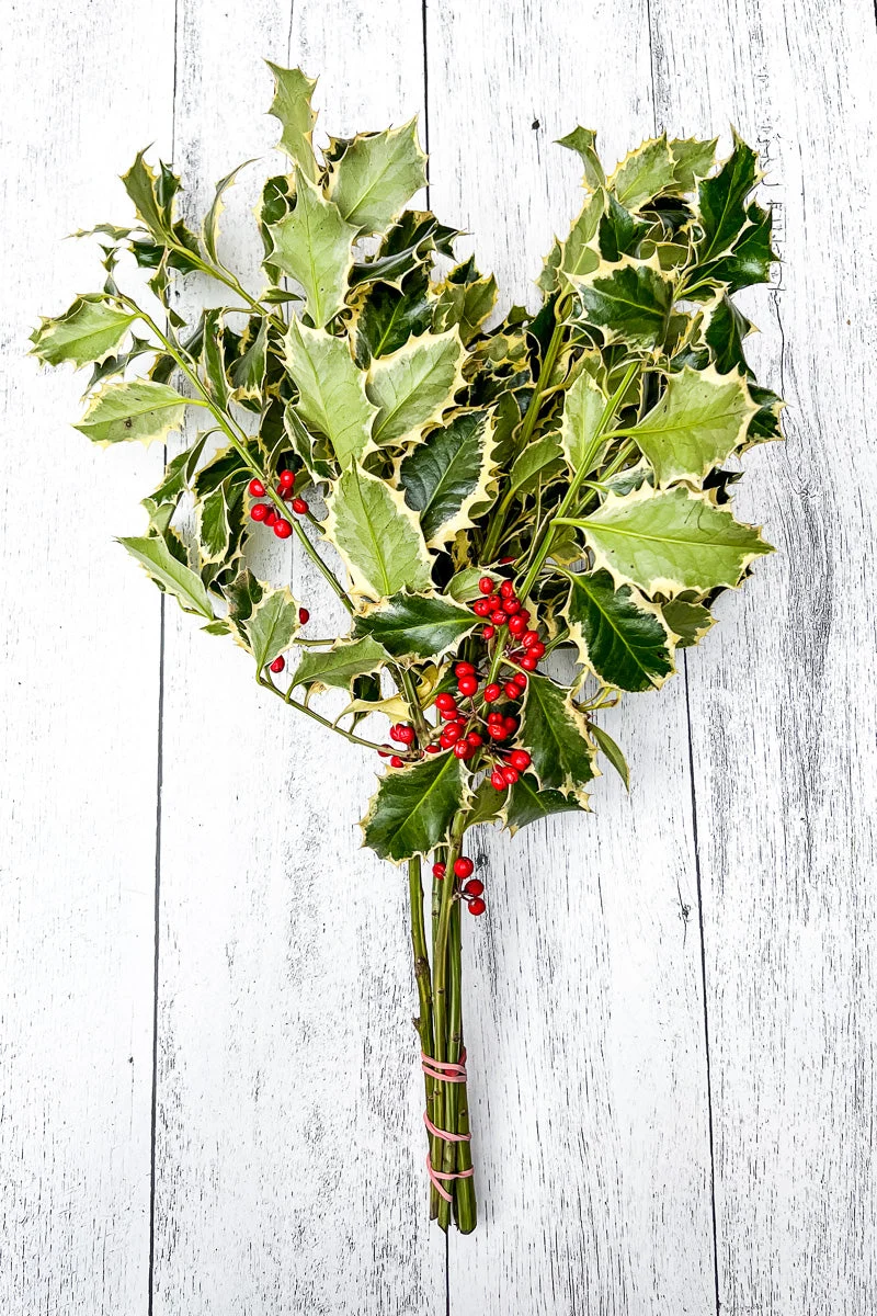 Bouquet, Holly Variegated - Image 2