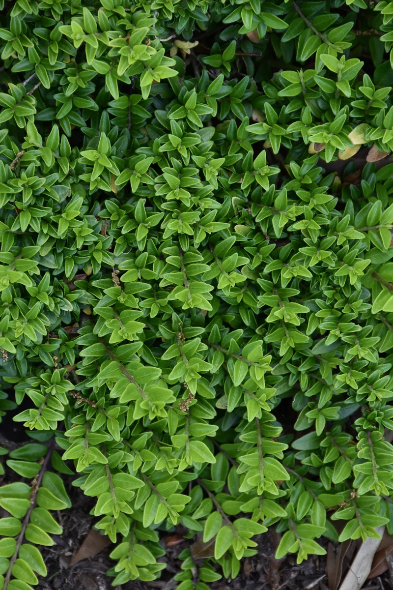 Box Honeysuckle, Thunderbolt