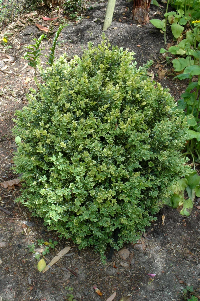 Boxwood, Gold Variegated - Image 2