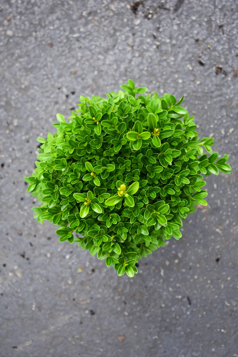 Boxwood, Green Velvet - Image 3
