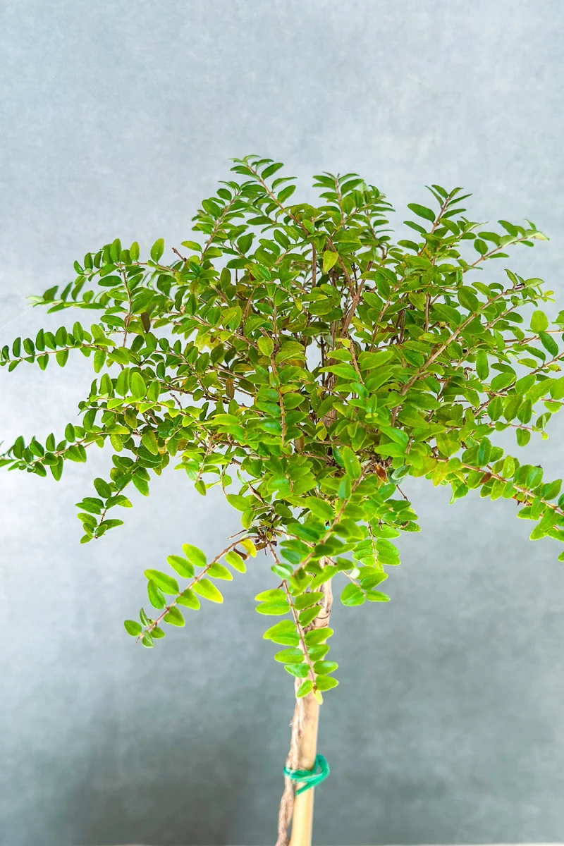 Boxwood Honeysuckle, Topiary 4" Grey Clay Pot